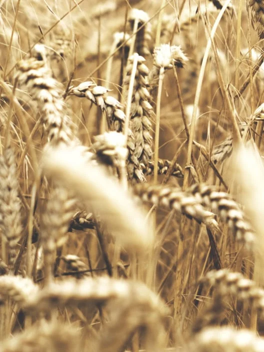 Everything About Mycotoxin Illness
